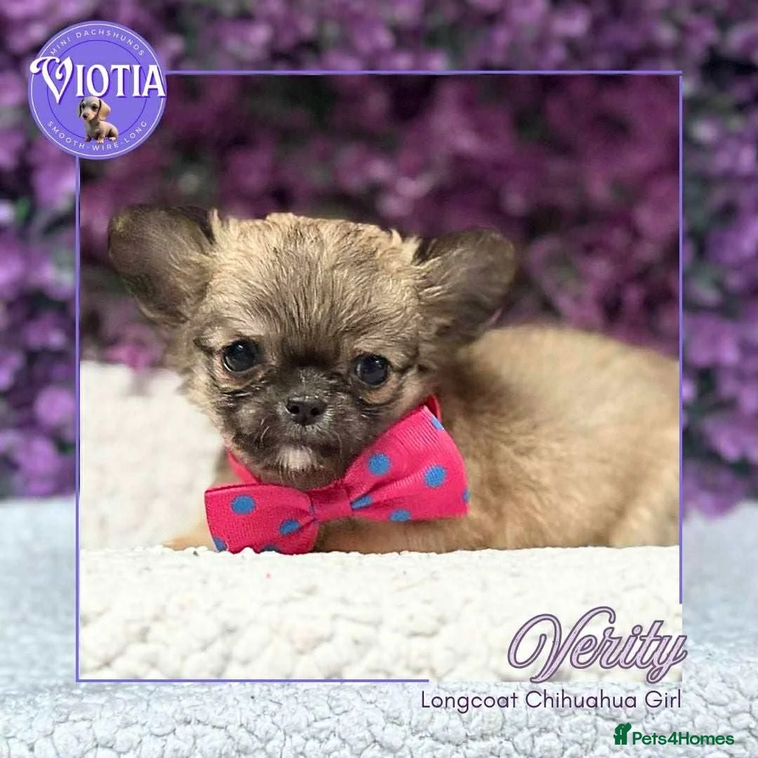 Chihuahua dogs for sale: Stunning long coat chihuahua’s  - Advert 4