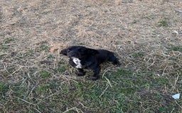 Cocker Spaniel dogs for sale: Cocker spaniel pups looking for there forever home - Image 11