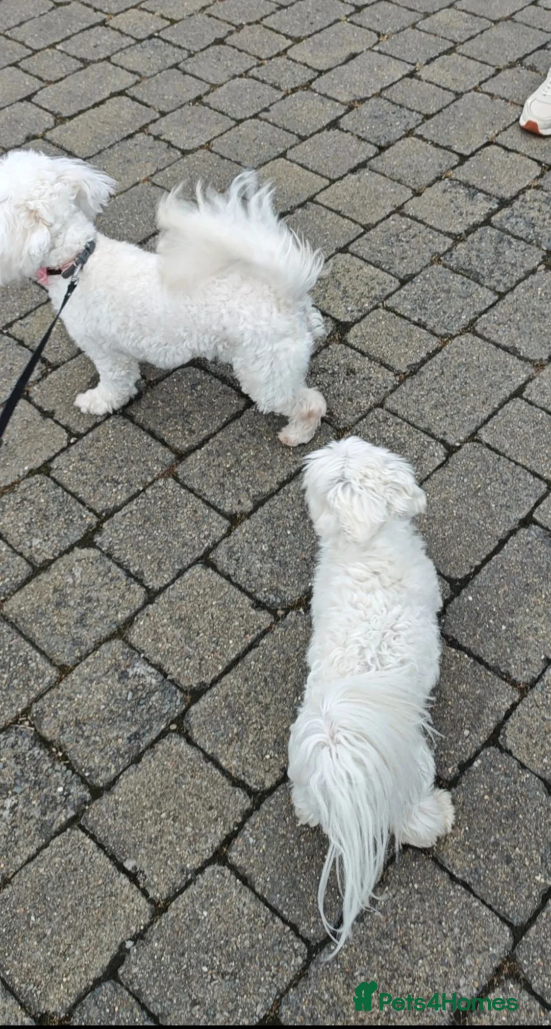Maltese dogs for sale: Beautiful Maltese Puppies – Loving Family Homes - Advert 2