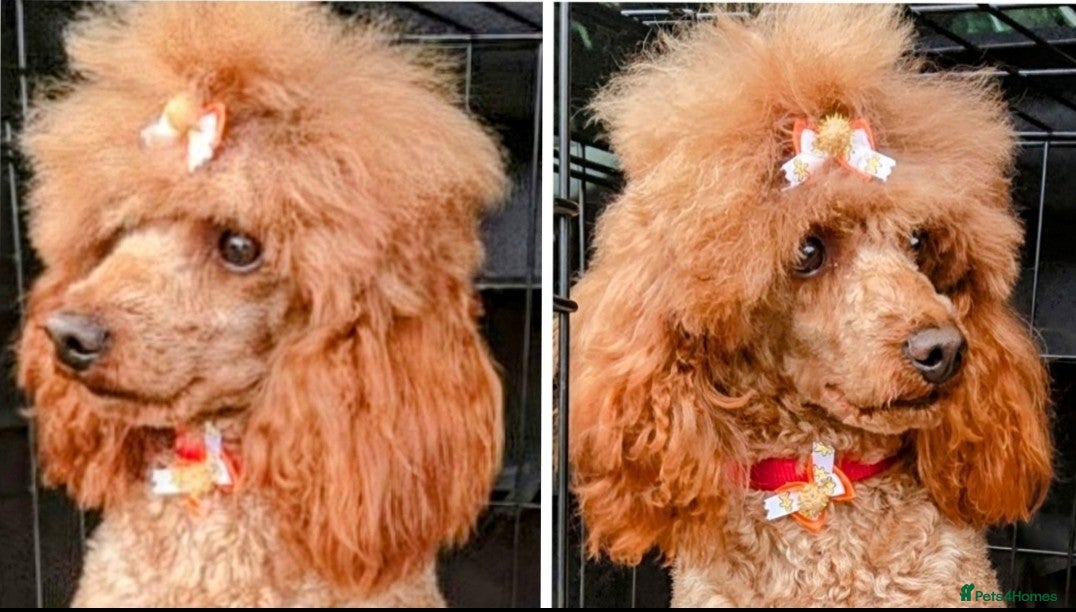 Toy Poodle dogs TOY & MINIATURE BOY'S FOR STUD  in Iver - Advert 2