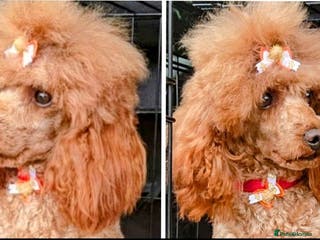 Toy Poodle dogs TOY & MINIATURE BOY'S FOR STUD in Iver - Advert 14