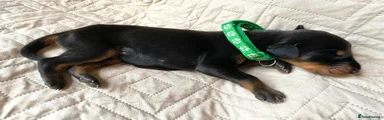 Dobermann 13
