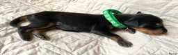Dobermann dogs for sale: KC REGISTERED DOBERMAN PUPS - Advert 28