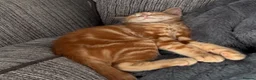Domestic Shorthair cats for sale: Ginger male Kitten - Hoppity  - Advert 2