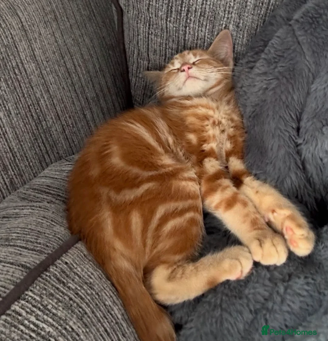 Domestic Shorthair cats for sale: Ginger male Kitten - Hoppity  - Advert 2