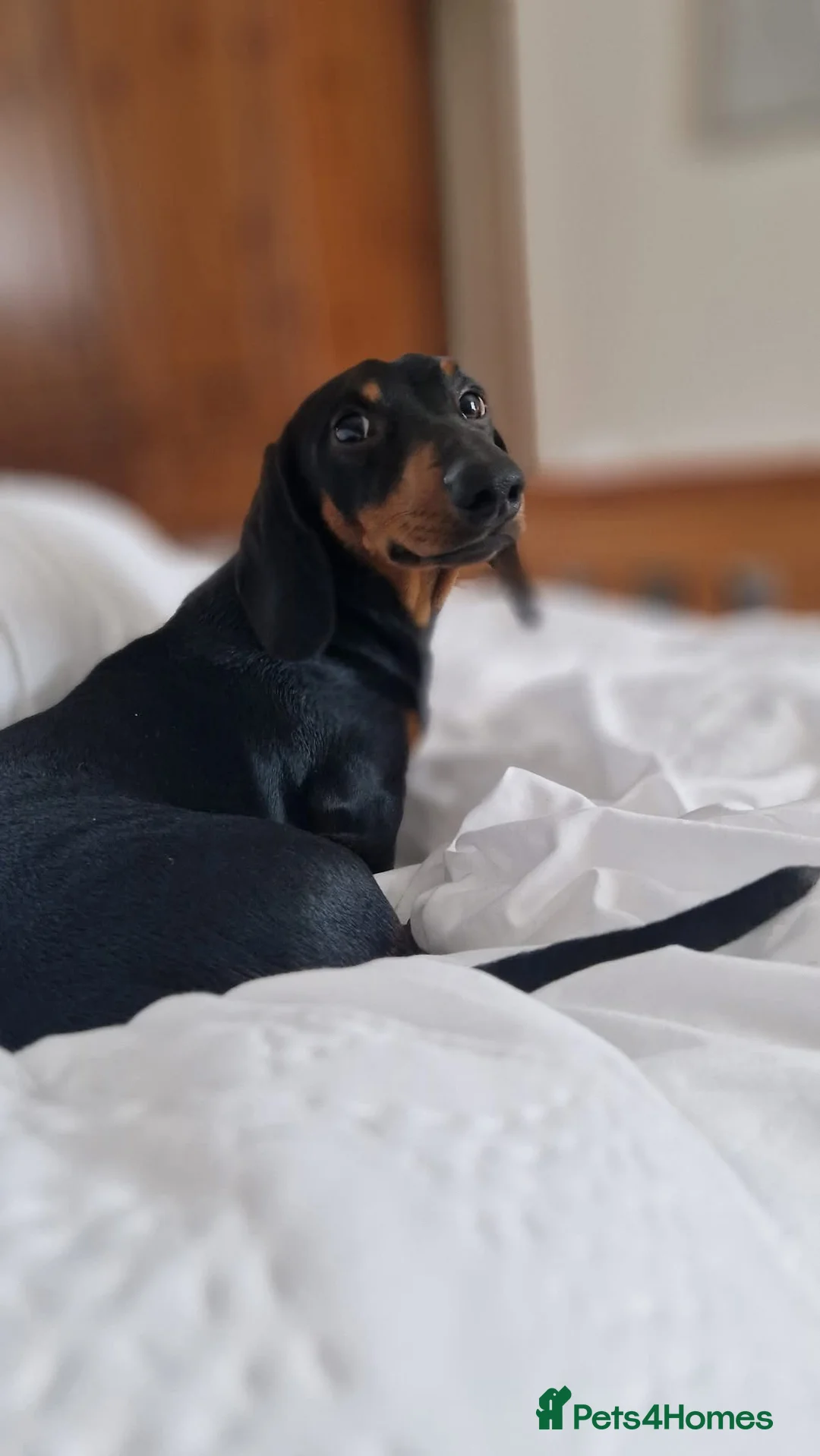 Miniature Dachshund dogs for stud: Miniature Dachshund stud in Pontypridd - Advert 11