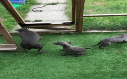 Whippet dogs for sale: KC whippets  - Image 4