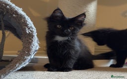 Maine Coon cats for sale: Purr Machines Ready Now - GCCF Reg Maine Coons - Image 18