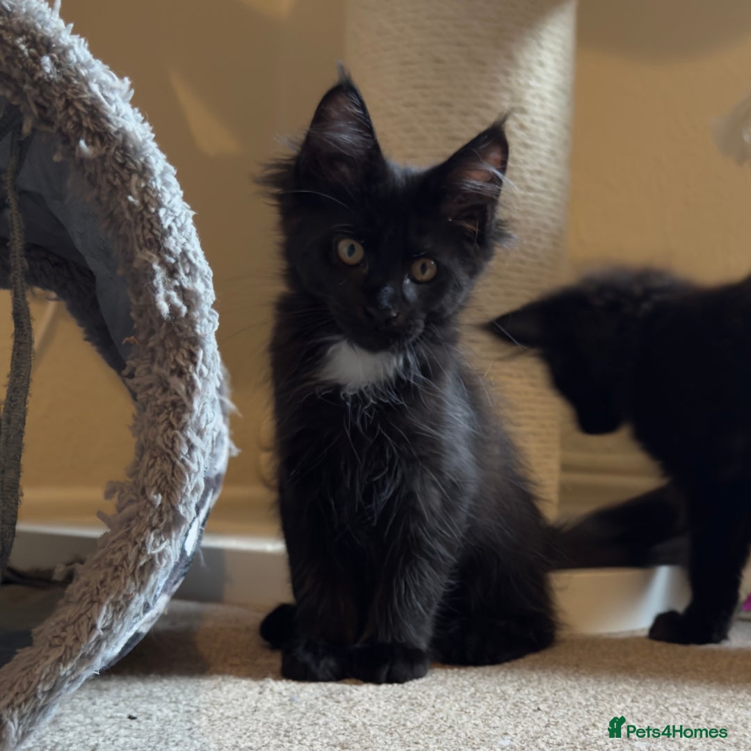 Maine Coon cats for sale: Purr Machines Ready Now - GCCF Reg Maine Coons - Image 18