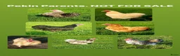Chickens poultry for sale: Various Pure breed chicks/eggs + turkeys - Advert 5