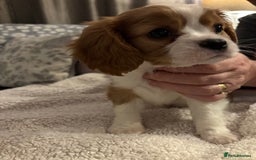 Cavalier King Charles Spaniel dogs for sale: Gorgeous Cavalier King Charles Spaniel Puppy - Image 6
