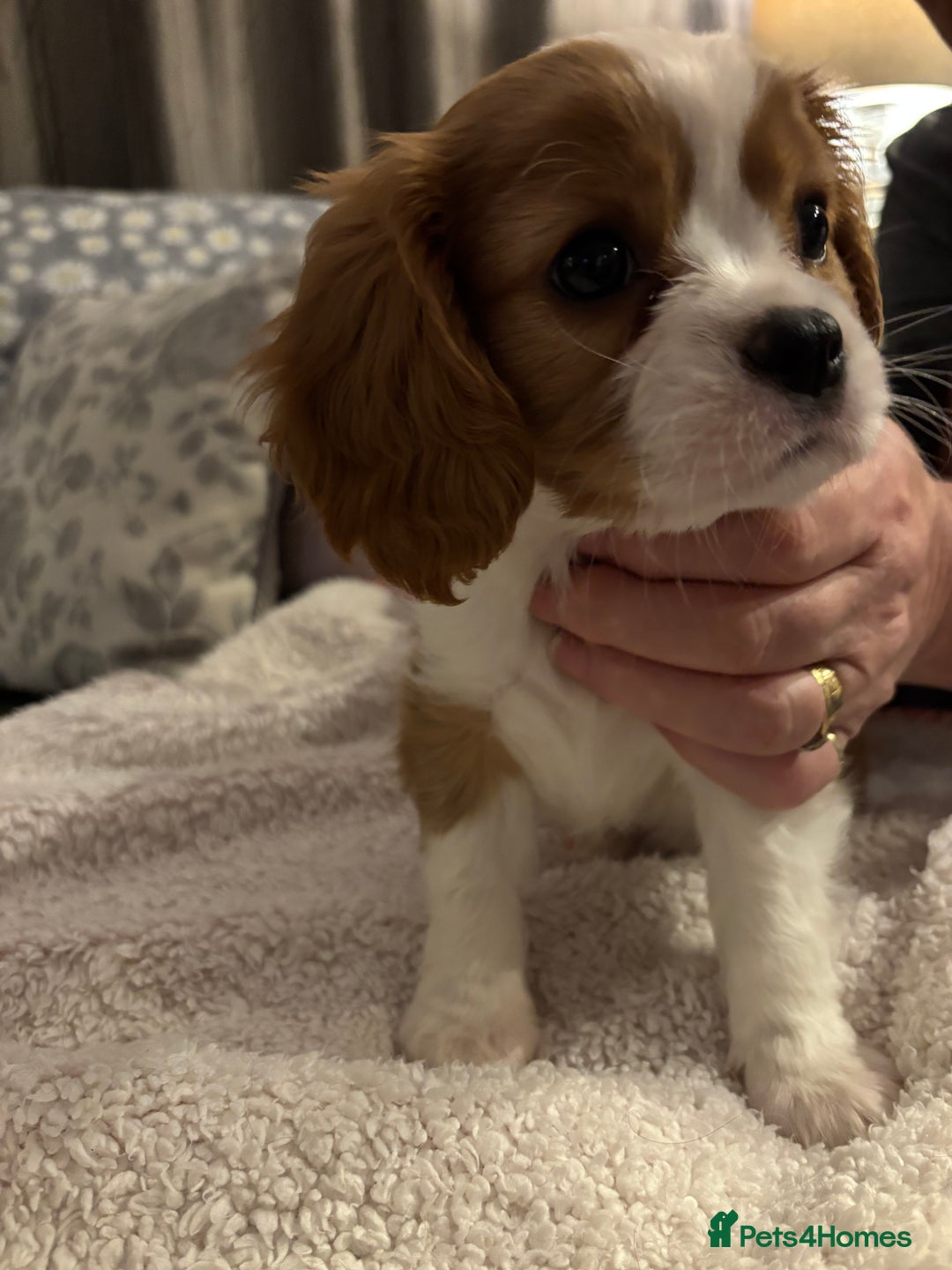 Cavalier King Charles Spaniel dogs for sale: Gorgeous Cavalier King Charles Spaniel Puppy - Image 6