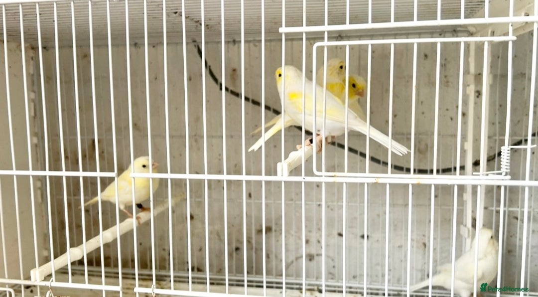 Canaries birds for sale: Yellow Diamorphic Canaries  - Advert 3