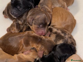 Cockapoo dogs beautiful cockapoo puppies ready 5th February - Advert 2