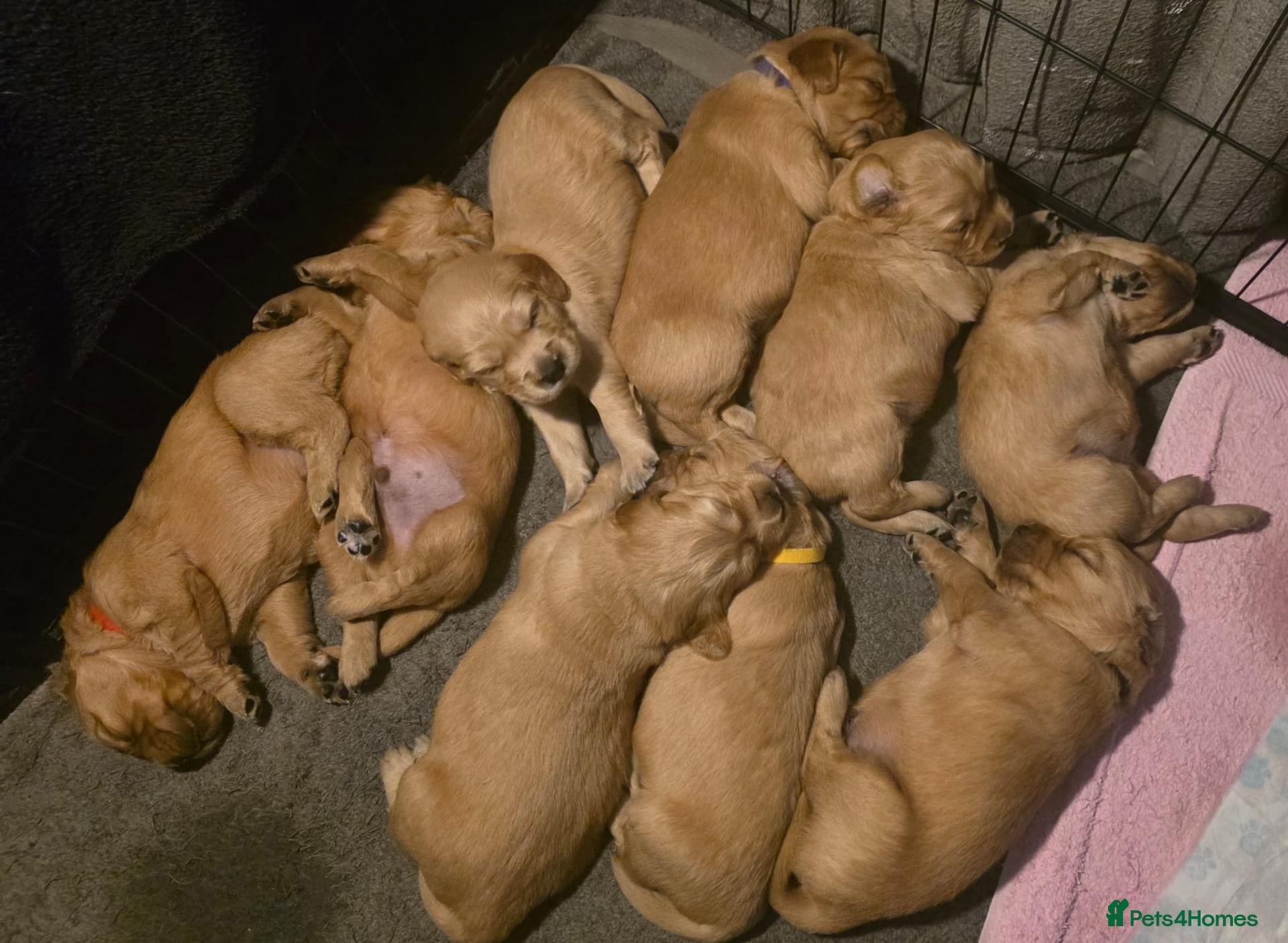 Golden Retriever dogs Lovely Golden Retriever Puppy's  - Advert 2