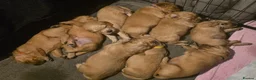 Golden Retriever dogs for sale: Lovely Golden Retriever Puppy's  - Advert 19