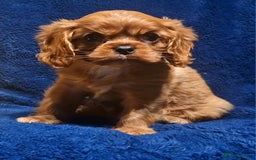Cavalier King Charles Spaniel dogs for sale: Cavalier King Charles Boy - Ready this weekend  - Image 2