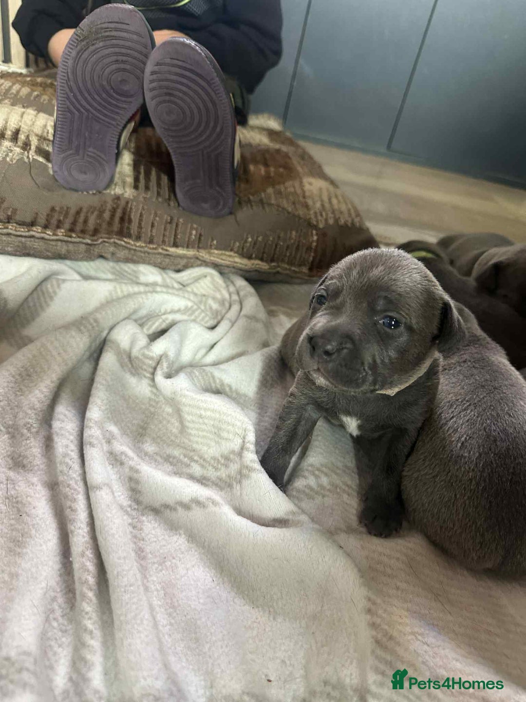 Mixed Breed dogs for sale: Blue staffy x classic bully Puppies 🐶 💙  - Image 5