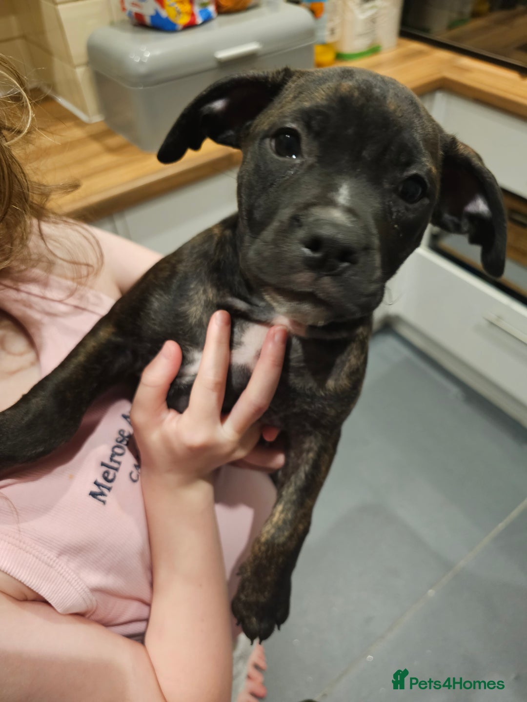 Mixed Breed dogs for sale: Female Staffordshire bull terrier puppy - Image 7