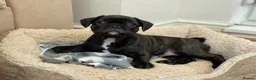 French Bulldog dogs for sale: The Cutest French Bulldog - Advert 3