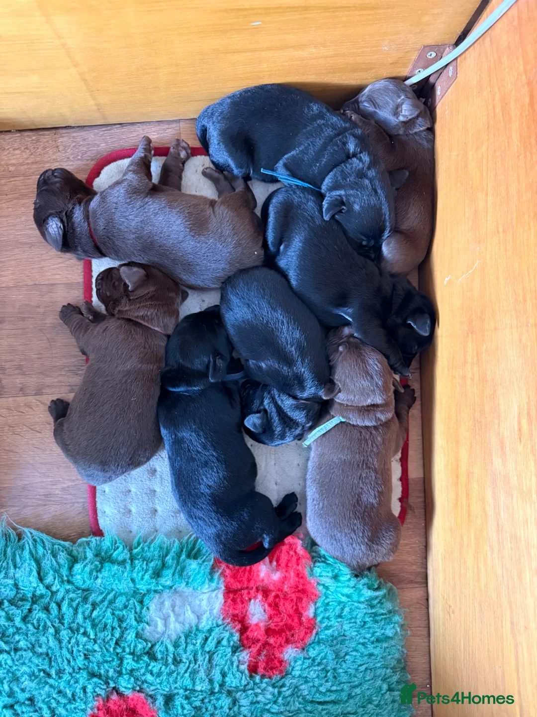 Springador dogs for sale: Springador puppies in Doncaster - Advert 2