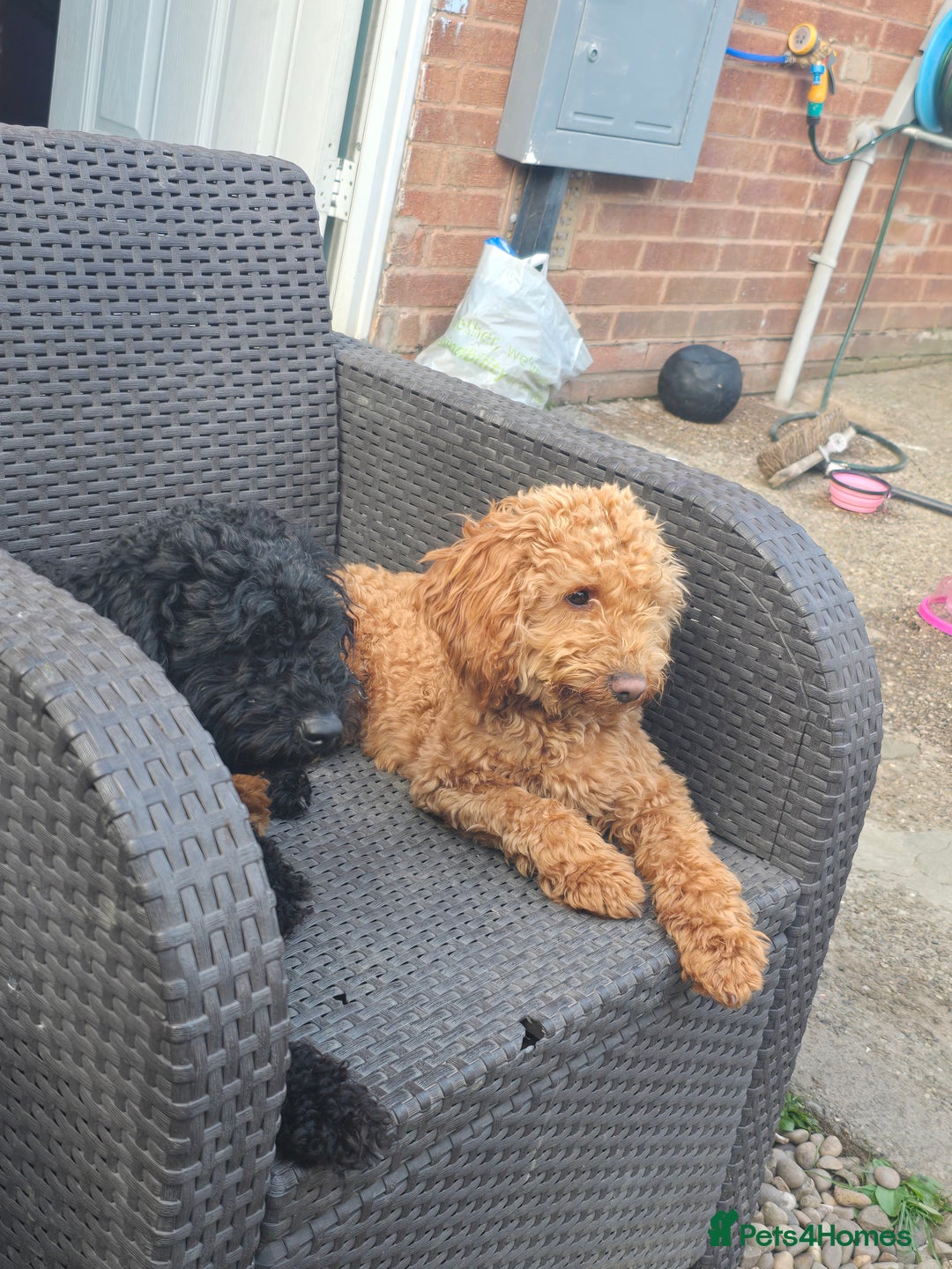 Cockapoo dogs for sale: Cockapoo - Advert 2