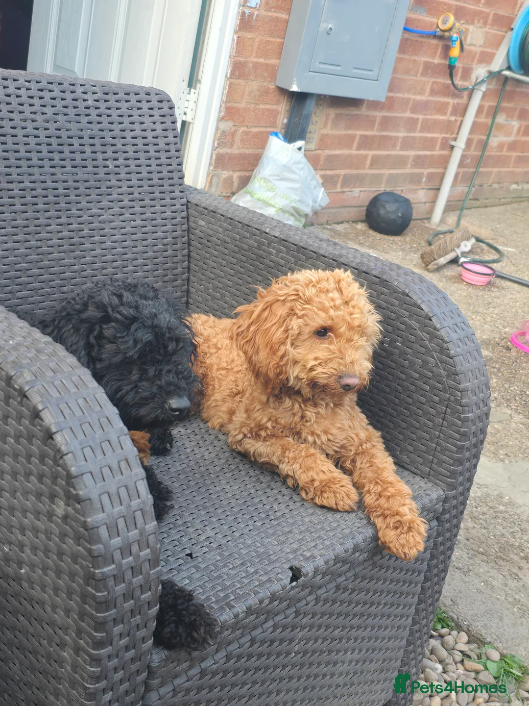 Cockapoo dogs for sale: Cockapoo - Advert 2