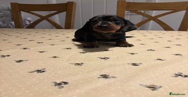 Miniature Dachshund dogs - Advert 8