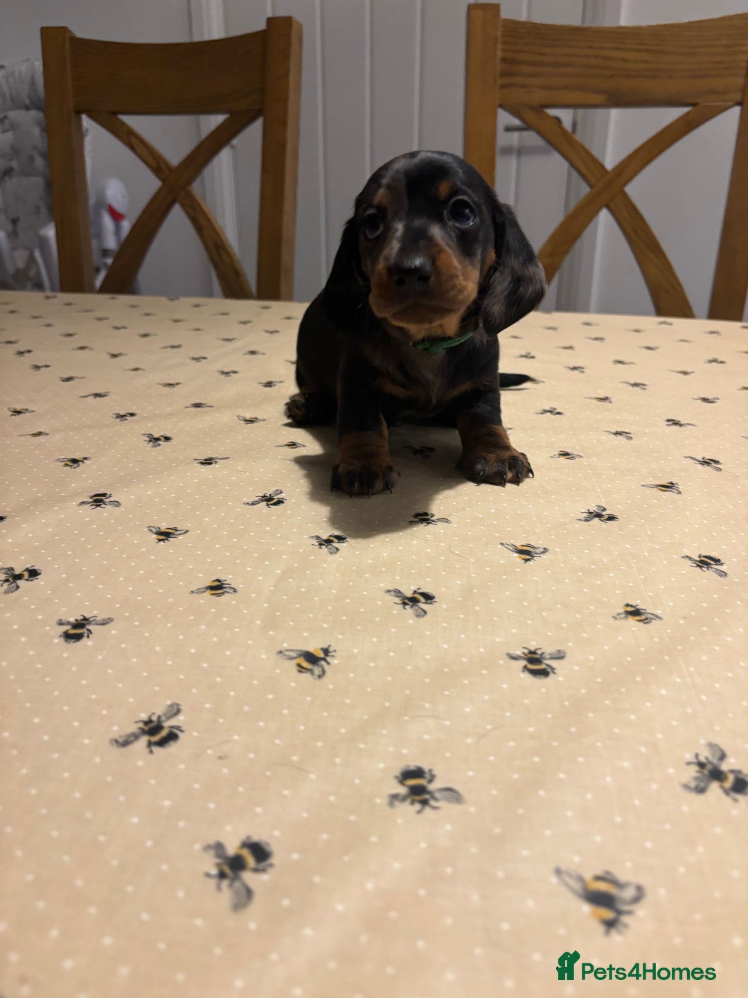Miniature Dachshund dogs for sale: KC, PRA Clear Miniature Dachshund Puppies - Image 3