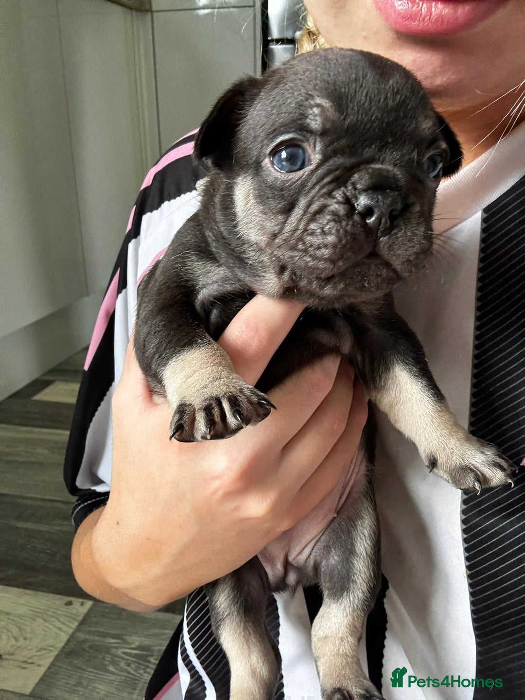 French Bulldog dogs for sale: French bulldogs  - Image 9