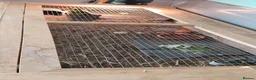 Tortoise reptiles for sale: Horsefield tortoise  in Oldham - Advert 7