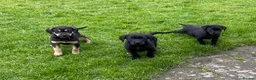 Labrador Retriever dogs for sale: Beautiful KC Reg bitch puppies - Advert 3