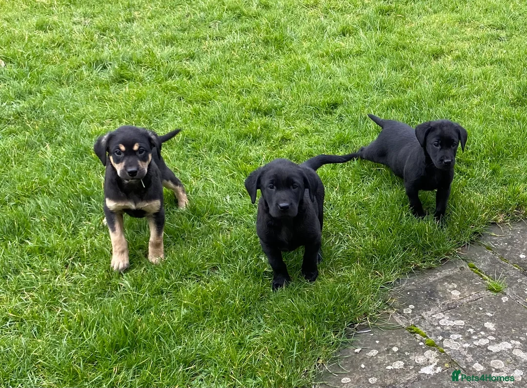 Labrador Retriever dogs for sale: Beautiful KC Reg bitch puppies - Advert 3