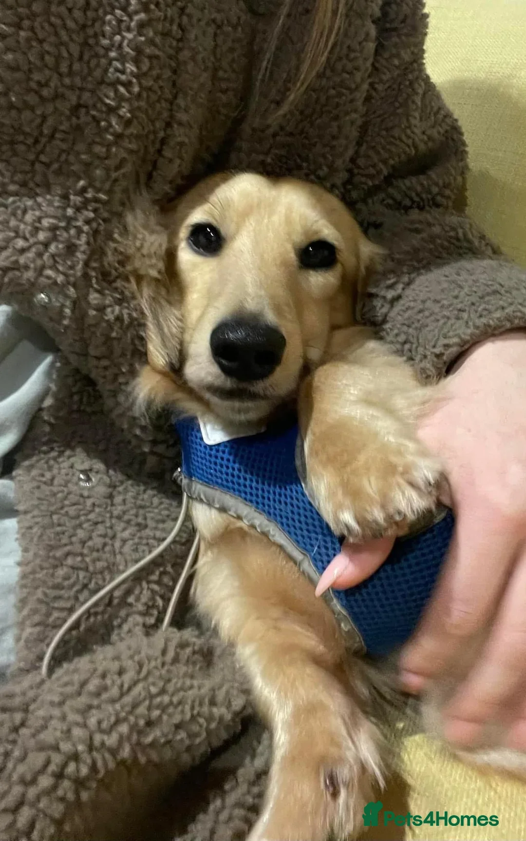 Miniature Dachshund dogs for stud:  Cream i/i long haired Miniature Dachshund  in Newton Abbot - Advert 4