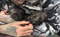 German Shepherd dogs for sale: Beautiful purebred German shepherd puppies - Image 26