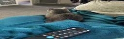 British Shorthair cats for sale: Beautiful Leia looking for her forever home!  - Advert 3