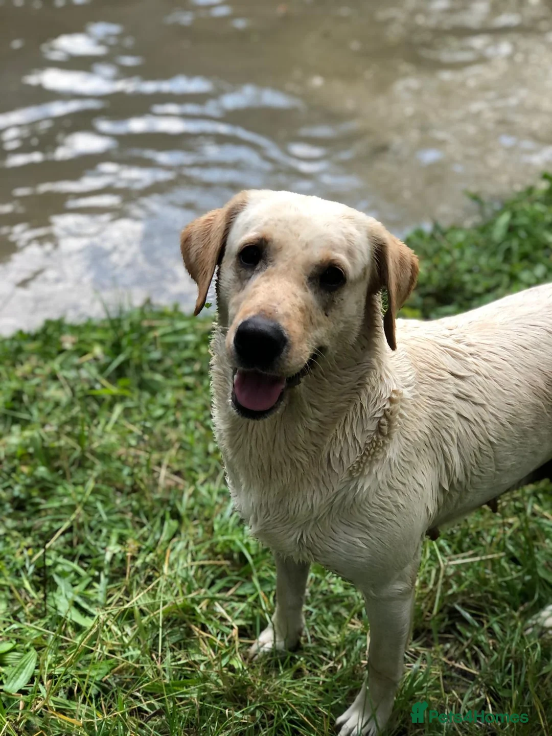 Labrador Retriever dogs for sale: Yellow Labrador puppies - Advert 5