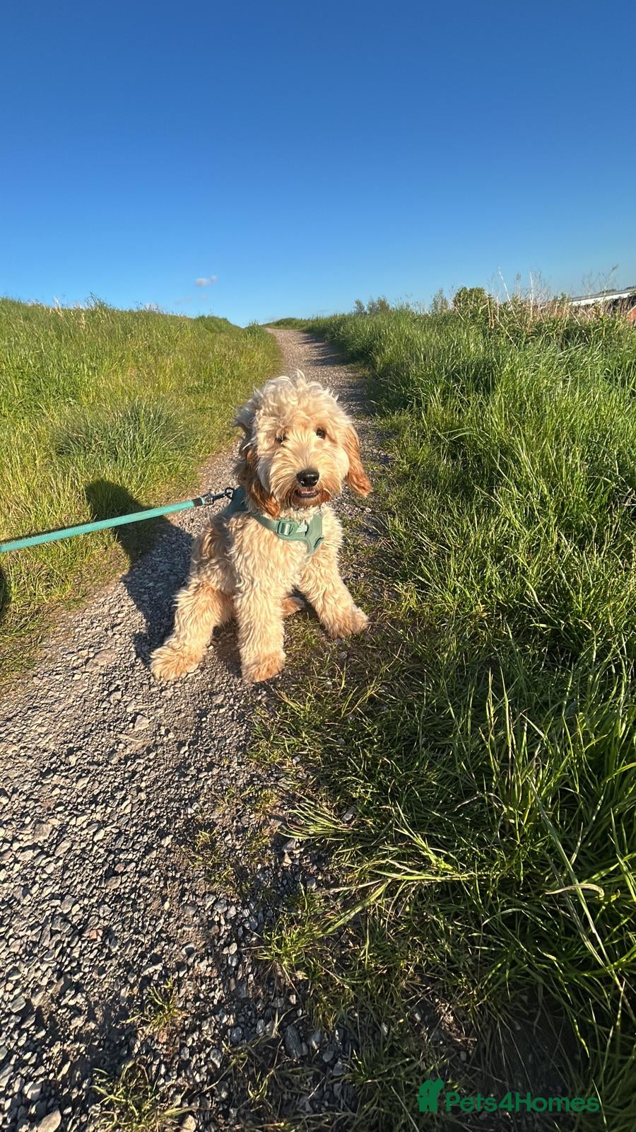 Cockapoo dogs 9month Male Cockerpoo fir Rehoming - Advert 1