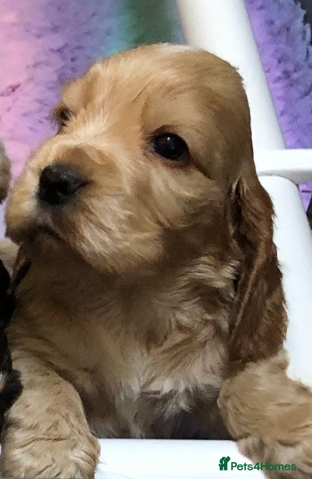 Cocker Spaniel dogs for sale: Beautiful litter of KC reg Cocker Spaniel puppies - Image 7