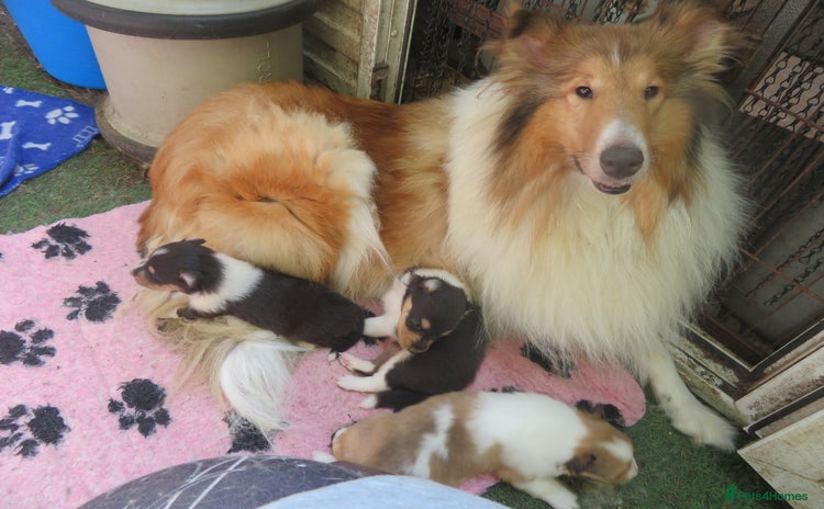 Rough Collie dogs - Advert 2