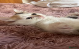 Mixed Breed cats for sale: Beautiful baby kittens 💕 - Image 3