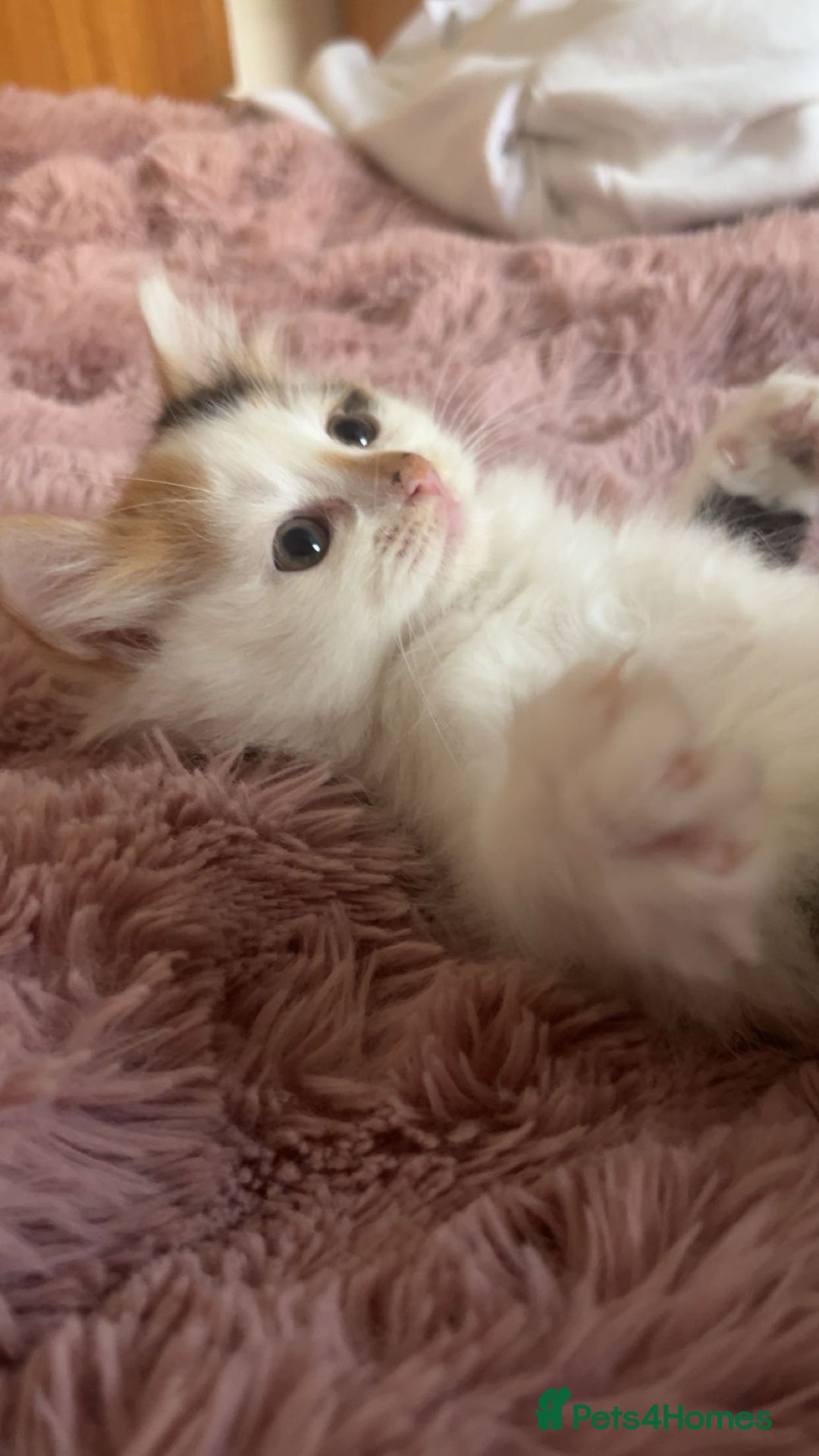 Mixed Breed cats for sale: Beautiful baby kittens 💕 - Image 3