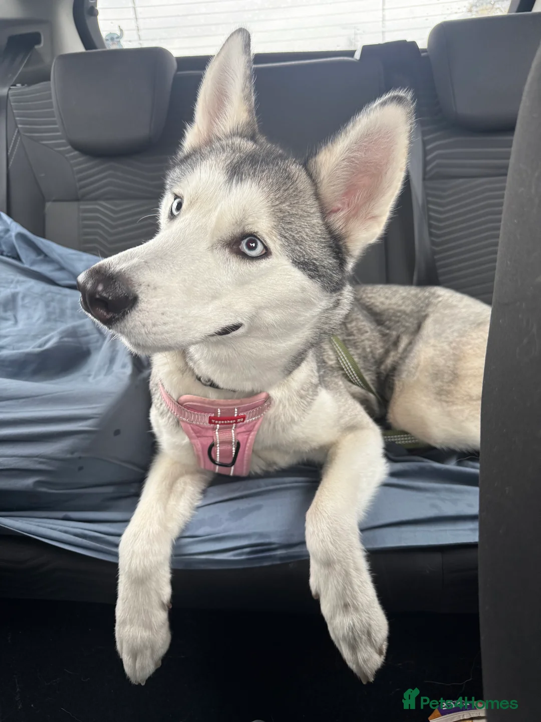 Shepsky dogs for sale: Husky cross German shepherd puppies - Advert 1