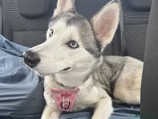 Shepsky dogs Husky cross German shepherd puppies - Advert 1