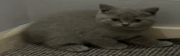 British Shorthair cats for sale: Beautiful British Shorthair kittens - Advert 9