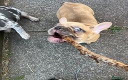French Bulldog dogs for sale: Milo, Lovable boy Frenchie, amazing price 💫 - Image 13