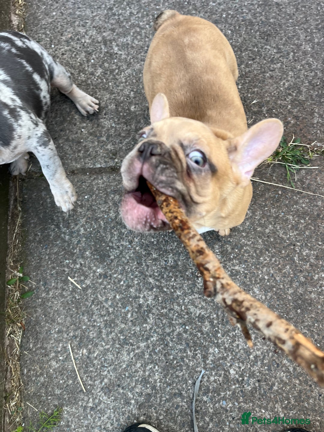 French Bulldog dogs for sale: Milo, Lovable boy Frenchie, amazing price 💫 - Image 13