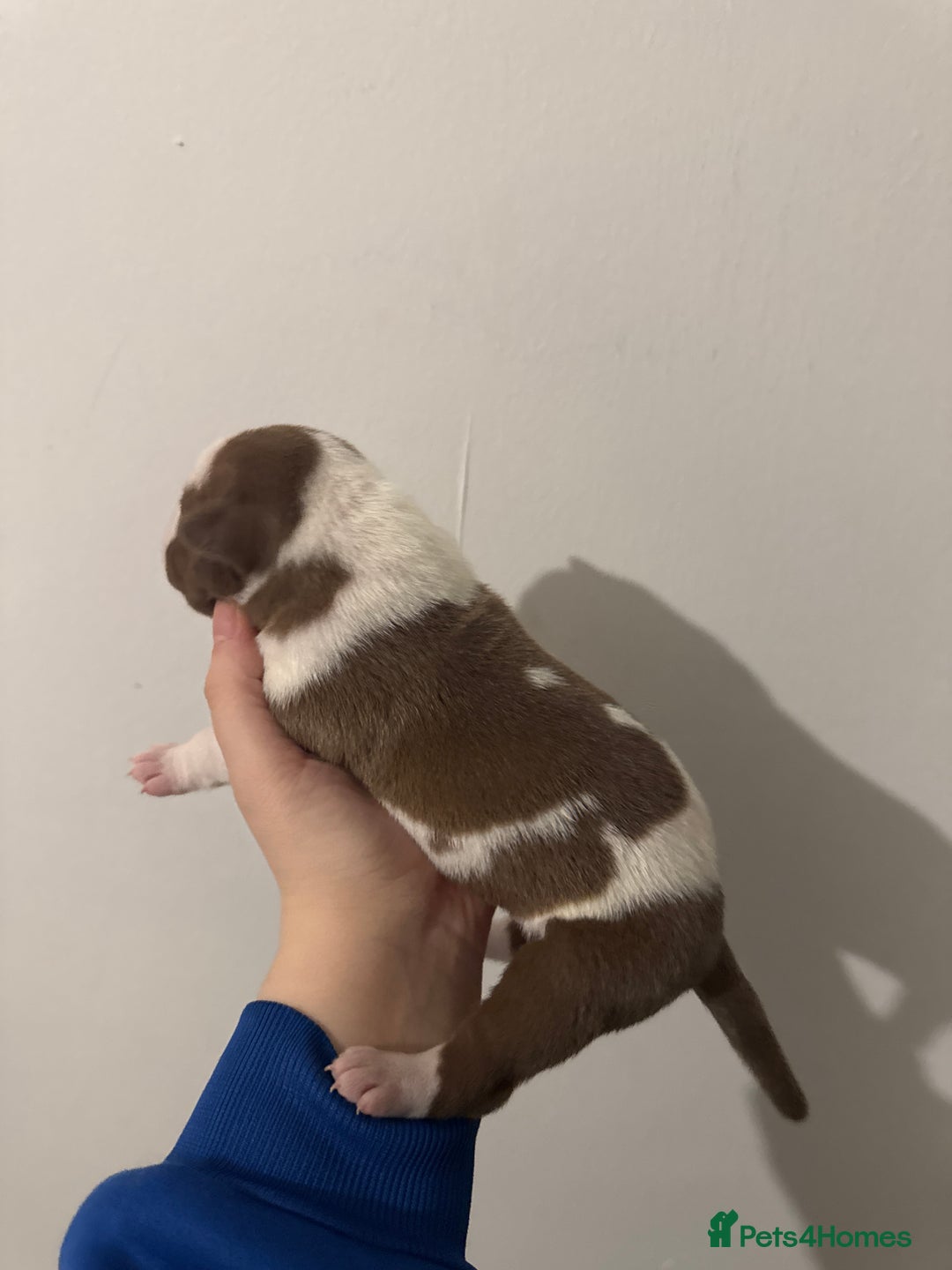 Mixed Breed dogs for sale: Standard bully cross breed - Advert 10