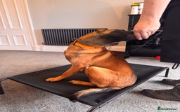Belgian Shepherd Dog dogs for sale: Kairo - Urgent Rehome - Image 21