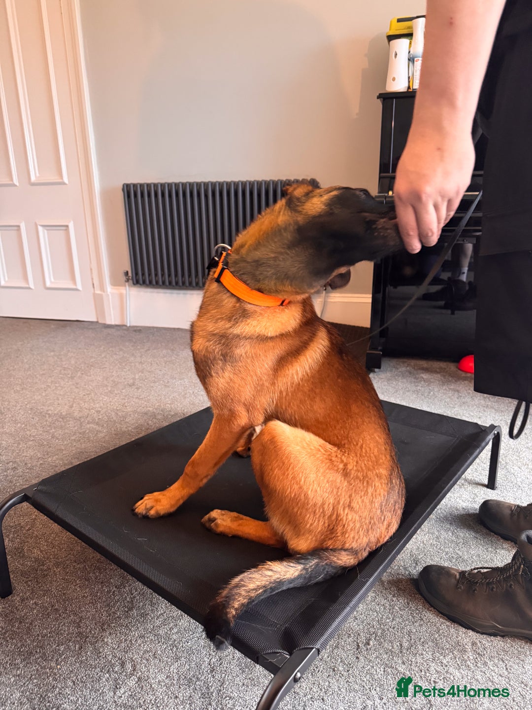 Belgian Shepherd Dog dogs for sale: Kairo - Urgent Rehome - Image 21
